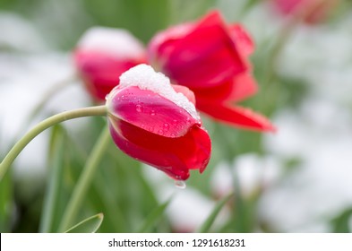 Red tulips covered with snow. The tulips under the snow.