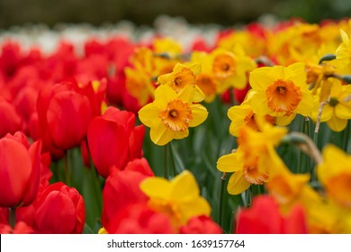 Red Tulips And Daffodils Field Spring Background Netherlands.