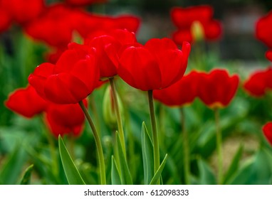 Стоковая фотография: red tulips with dew drops on green blurred background of spring garden