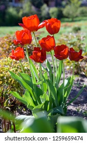 red tulips flowers during blossoming in summer garden