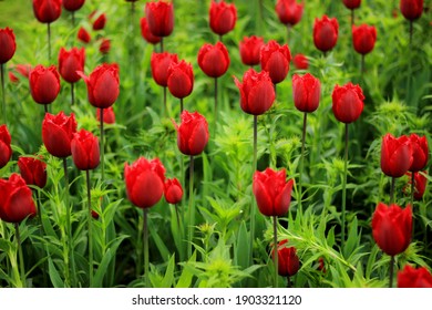 
Red tulips flowers field farm pattern nature texture or background. Red tulip flowers in holland greenery. Colorful holland red tulips background pattern texture spring flowers for womans day.