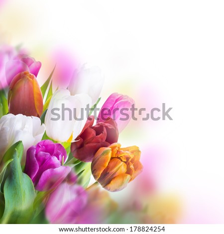Red tulips with green grass. 