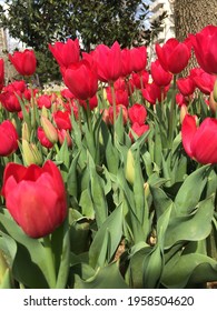 Red Tulips In Green Meadow Tulipmania (tulipomania ) Triumph Tulips