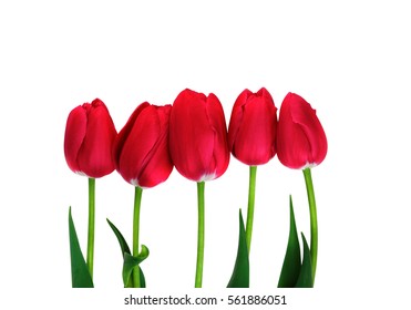 Red Tulips isolated. Five red tulips on white with clipping path 