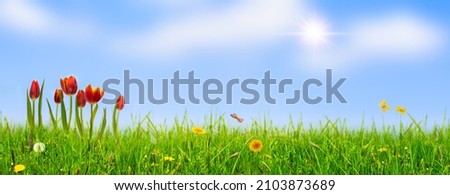 red tulips isolated in an idyllic spring meadow in front of sunny blue sky, beautiful floral easter background with copy space