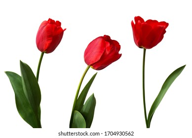 Red tulips isolated on white background. - Powered by Shutterstock