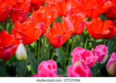 Red tulips in the Keukenhof park in Netherlands - Shutterstock ID 277571906