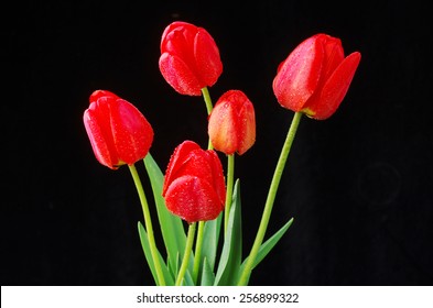 Red tulips on black