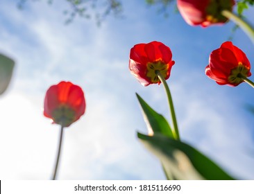 Red tulips on blue sky background. Springtime
