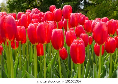 Red Tulips On Display At Washington Park In Albany, NY.