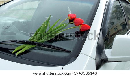 red tulips on the windshield of the car as a gift and declaration of love