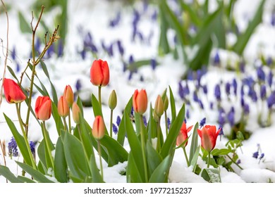 Red tulips and spring flowers in the snow