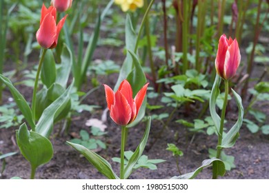 Red tulips in the spring garden