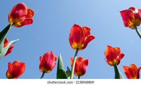 Red Tulips Sway In The Wind In The Park Bottom View Against The Blue Sky On A Sunny Day. Concept Of A Greeting Card For Valentines Day, Mothers Day, International Womens Day, Flower Delivery. 4k