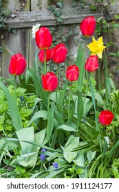 Red Tulips (tulipa) In A Garden Flower Border Against A Fence, UK