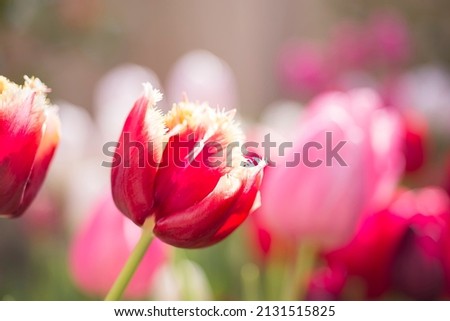 Red tulips with yellow fringe on a blurred background