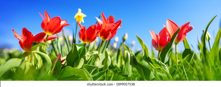 チューリップ畑 High Res Stock Images Shutterstock