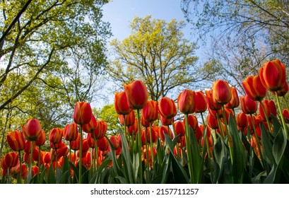 Red Tulips with yellow shade in a garden viewed from bottom. Ants eye view. calypso Tulips