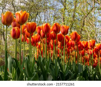 Red Tulips with yellow shade in a garden viewed from bottom. Ants eye view. calypso Tulips