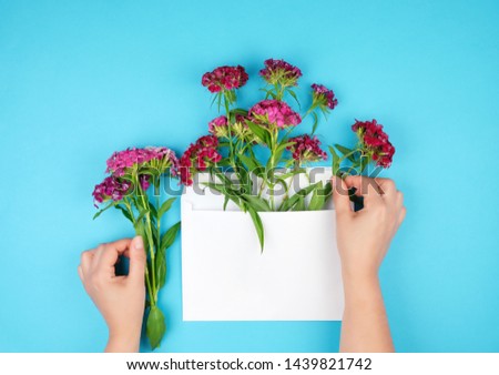 Image, Stock Photo blooming Turkish carnations Dianthus barbatus