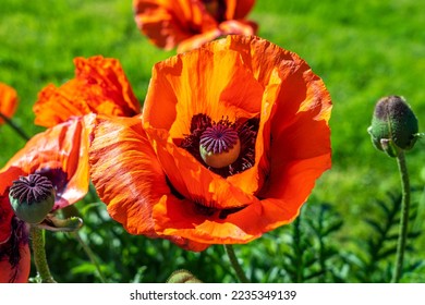 Red Turkish Poppy, Papaver orientale, glowing in the warm afternoon in the garden - close up, macro - Shutterstock ID 2235349139