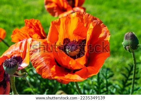 Red Turkish Poppy, Papaver orientale, glowing in the warm afternoon in the garden - close up, macro