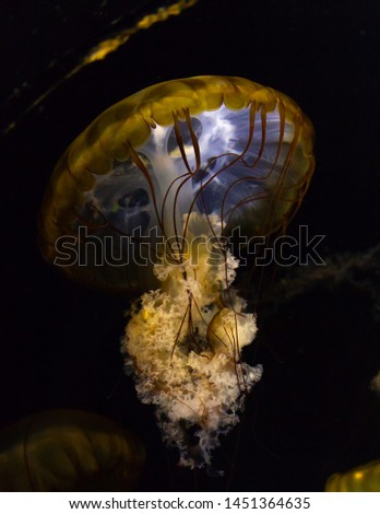 Red Turritopsis Nutricula Jellyfish with fluffy skirt in the center of oceanography and marine biology 