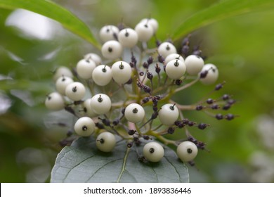 43 Red osier dogwood berries Images, Stock Photos & Vectors | Shutterstock