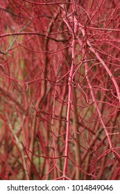 Red Twig Or Redosier Dogwood