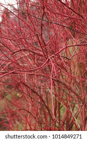 Red Twig Or Redosier Dogwood