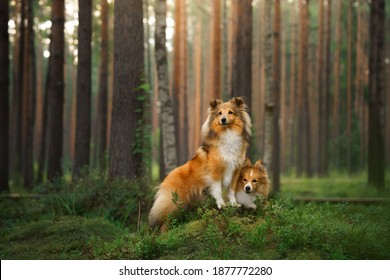 red two sheltie dogs in the green forest. Pet on the nature. tracking, hiking, travel  - Powered by Shutterstock