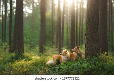 red two sheltie dogs in the green forest. Pet on the nature. tracking, hiking, travel  - Powered by Shutterstock