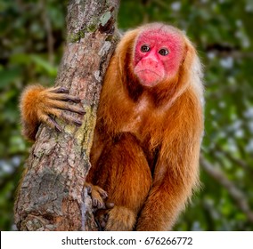 Red Uakari Monkey