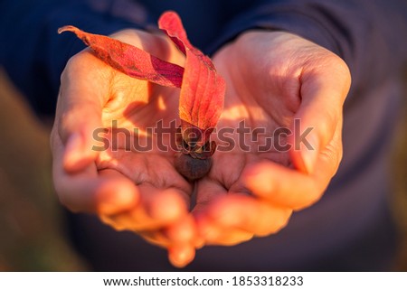 red unique seed in asian woman hand gentle touch care with love with warm sunlight in deciduous forest
