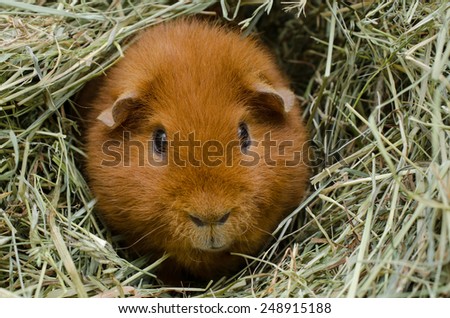 red us-teddy in hay