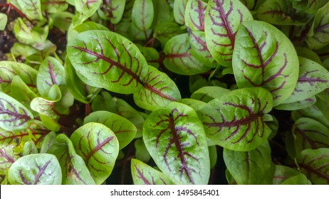 Red Vained Sorrel Microgreens Baby Greens