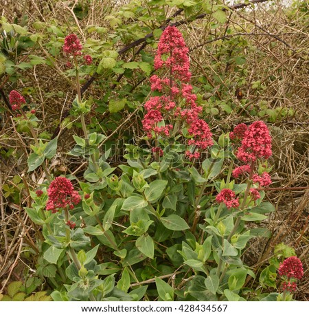 Red Valerian (Centranthus ruber) Growing in a Hedgerow on the Island of Bryher, Part of the Isles of Scilly, England, UK