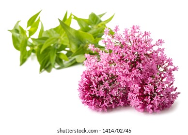 Red Valerian Flowers Isolated On White Background