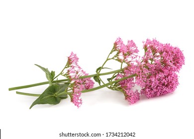 Red Valerian Flowers Isolated On White Background