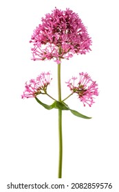 Red Valerian Flowers Isolated On White Background