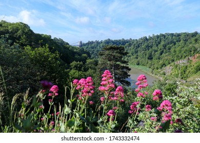 Red Valerian Or Spur Valerian Flowering The Pink Wild Flower Bouncing Bess (Centranthus Ruber) On Limestone Cliff Edge In The Avon Gorge