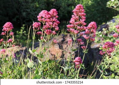 Red Valerian Or Spur Valerian Flowering The Pink Wild Flower Bouncing Bess (Centranthus Ruber) On Limestone Cliff Edge In The Avon Gorge