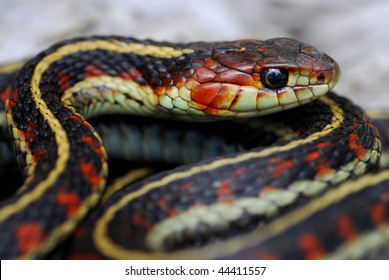 Red Valley Garter Snake