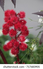Red variant of Ricinus communis, post-bloom, with developing seed capsules. Ricinus communis, the castorbean or castor oil plant