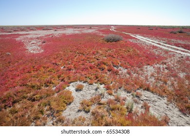 Red vegetation
