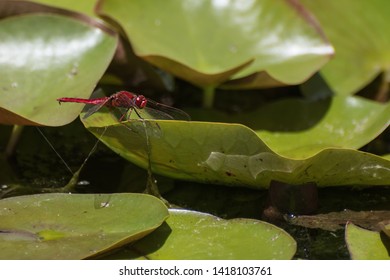 Red Veined Dragon Fly Soaking Up The Sun