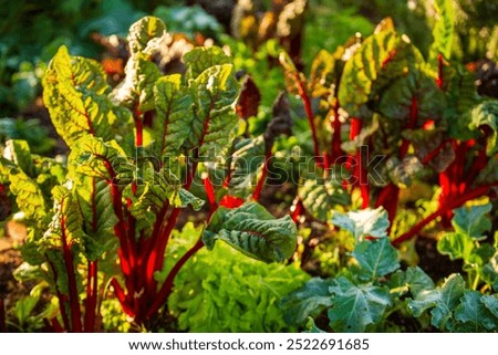 Red veined 'Ruby' chard growing in garden glowing in beautiful back lighting. 