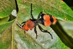 Red Velvet Ant (Dasymutilla Occidentalis) Female Crawling Across Tree Leaves, Dorsal View In Houston, TX. Cow Killer Is Another Common Name.