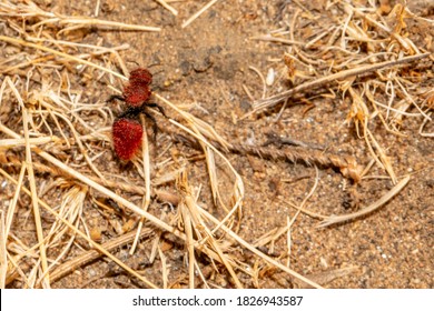 Red Velvet Ant Female Wingless