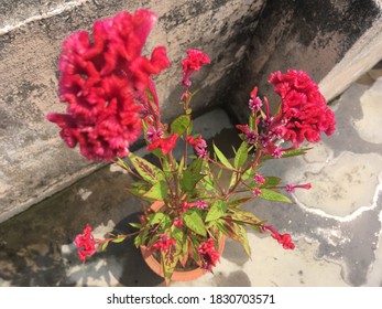 567 Velvet celosia flowers Images, Stock Photos & Vectors | Shutterstock